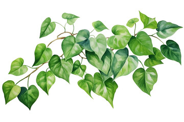 Watercolor painting of green ivy leaves isolated on transparent background. Watercolor hand painted illustration. Tropical plants for beautiful design. Generative AI - obrazy, fototapety, plakaty