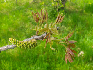 Persian walnut also common walnut (in german Echte Walnuss also Nussbaum) Juglans regia