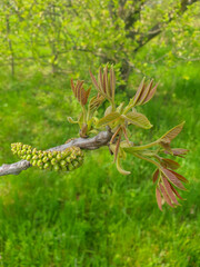 Persian walnut also common walnut (in german Echte Walnuss also Nussbaum) Juglans regia