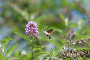 hummingbird hawk-moth feeding on a butterfly bush in the meadow in summer