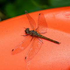 Common darter soaking up the warmth from a vivid orange lifebelt