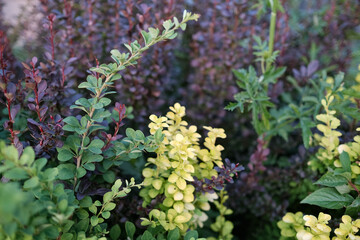 Japanese barberry branch with leaves in the spring