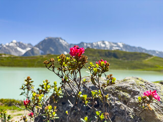 Obraz premium Rifflsee im Pitztal - Tirol