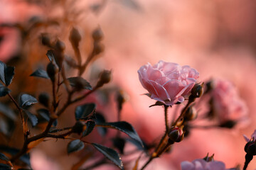 Różowe kwiaty róży. Różany ogród, ujęcie naturalne - obrazy, fototapety, plakaty