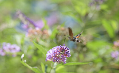 hummingbird hawk-moth feeding on a butterfly bush in the meadow in summer