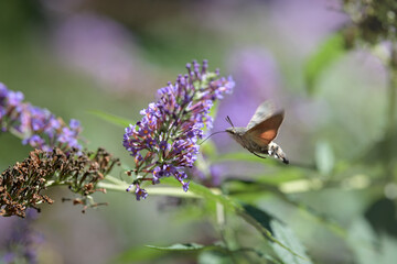 hummingbird hawk-moth feeding on a butterfly bush in the meadow in summer