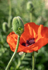 Obraz premium Green Fuzzy Poppy Bud with Big Red Poppy Bloom in Background