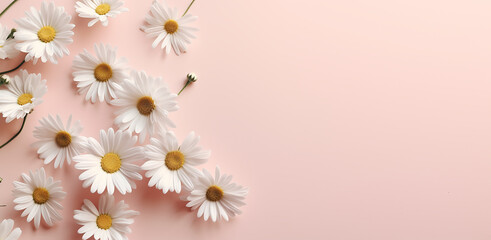 Creative Floral concept. White daisy daisies chamomile flower scattered on pastel pink background. Template for product presentation display.. flat lay top view.