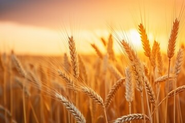 Fototapeta premium Bunch of wheat spikelet against sunset