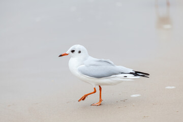 Seagull in the natural environment on the Baltic Sea.