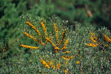 Shrub is ripe sea buckthorn.Delicious and healthy berry.