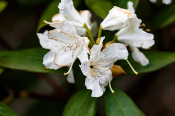 Petal of blooming flower in spring