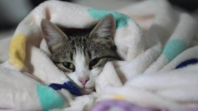 Cute young aegean sick cat lying on bed under blanket at home
