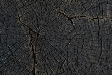 Fototapeta premium Natural background, texture on slice old tree.