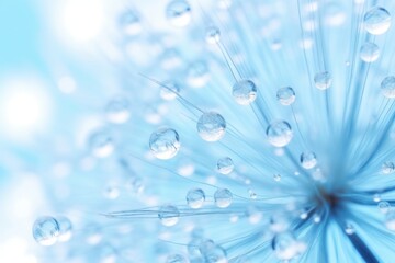 Transparent drops of water on a dandelion macro flower