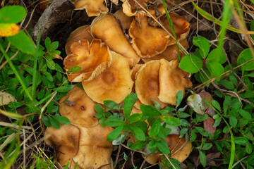 Group of Honey mushrooms is growing in the woodland in green grass.