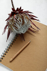 Dried red protea with notebook and pen on white grunge background