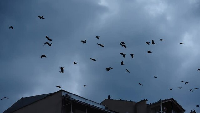 Raven silhouette birds fly on twilight dramatic sky over city biulding roof, slow motion