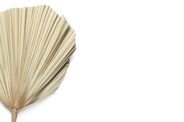 Dried palm leaf on white background