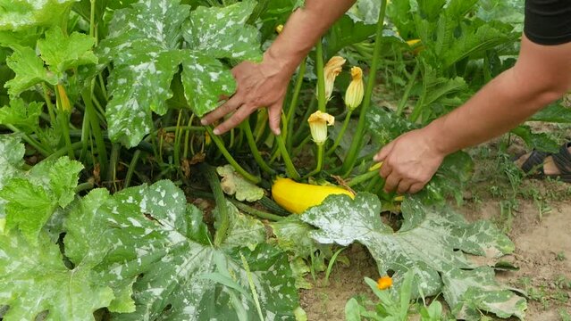 A male farmer or agronomist examines the fruits of zucchini, the leaves of which are affected by the disease with white spots. Slow motion.