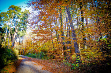 autumn in the forest