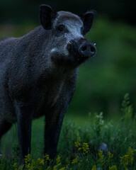 Big male wild boar portrait in the dark