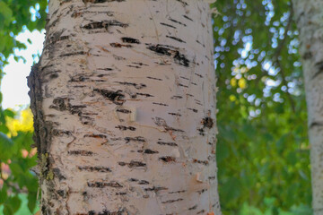 The texture of the bark of a birch tree with an original structure and color recognizable throughout the world. It is a sacred symbol of the motherland, native nature for some peoples of the world