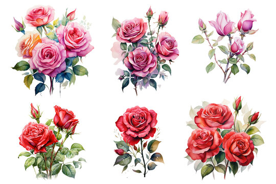 Watercolor set of bouquets of roses png. Watercolor roses in bouquets and buds on a transparent background.