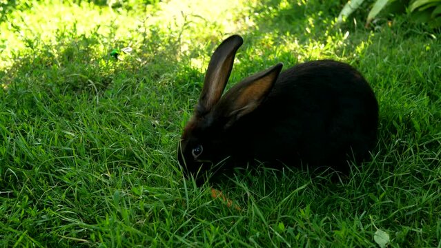 Black rabbit on green grass eats a carrot. Small fluffy Easter Bunny with long ears in the meadow. Innocent animal friends and respect for nature. Symbol of easter day.
