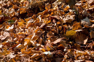 Background with dry aspen leaves.