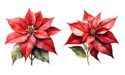 Poinsettia watercolor clipart illustration with isolated background