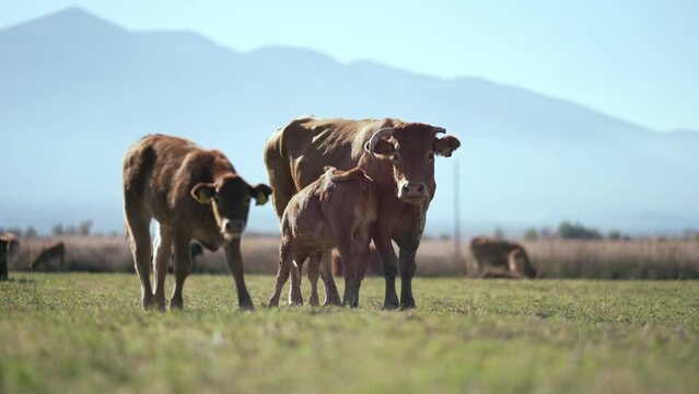 Herd of young cows on mountain meadow field, slow motion