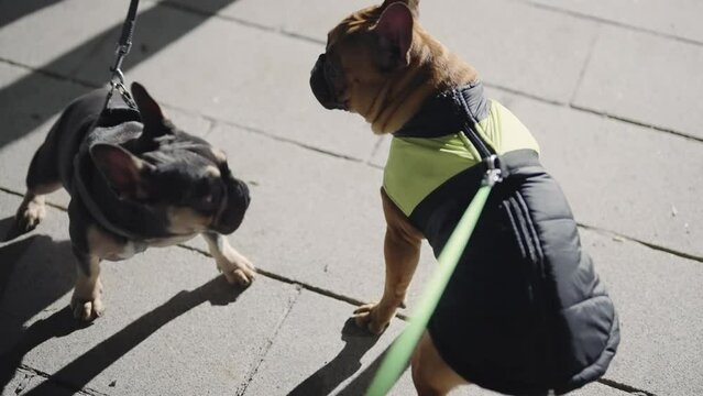 Two frenchie french bulldog dogs develop relationship love romance at first meeting in park, slow motion