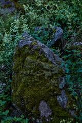 moss covered rock