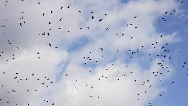 Large flock of migrating pigeon birds fly over city building roof blue sky, slow motion