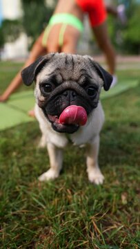In a summer park, a young athletic lady teams up with her pug dog to perform a range of sports maneuvers.