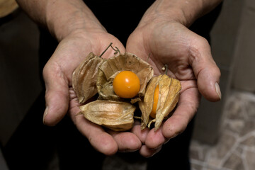 Man hands holding Aguaimanto fruit.