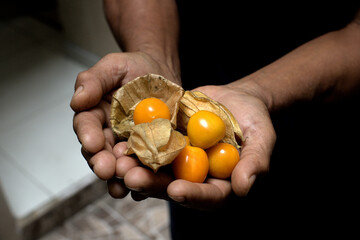 Hands holding Aguaimanto fruit.