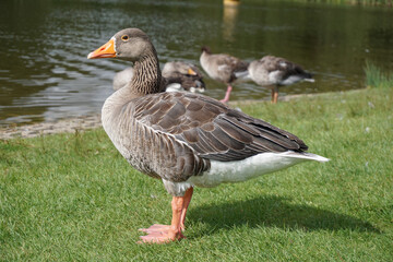 goose with orange beak standing on grass near lake. greylag geese water birds
