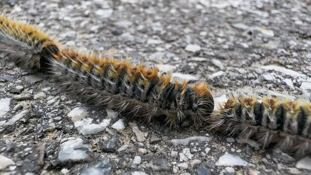 Swarm or procession larvas of Pine Processionary moth on gray concrete road