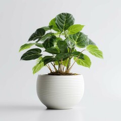 beautiful green plant in a white pot on a table