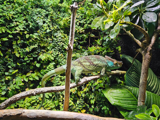 Close-up of a colorful chameleon walking on a branch while hunting, Vienna, Austria.