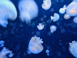 Naklejka na ściany i meble Numerous jellyfish swimming in a seawater aquarium, Vienna, Austria.