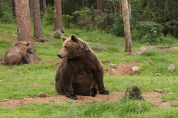 Naklejka na ściany i meble Big brown grizzly mother bear with promenent nipples from breastfeeding cubs