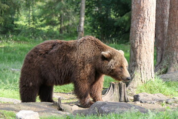 brown bear / grizzly bear in the woods/ forest of Finland 