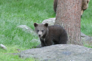 Cute brown bear / grizzly bear cub in the woods/ forest of Finland © Rachel