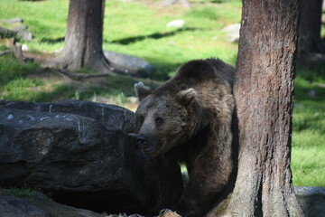 Nature portrait of brown bear/ grizzly bear, wildlife of Finalnd