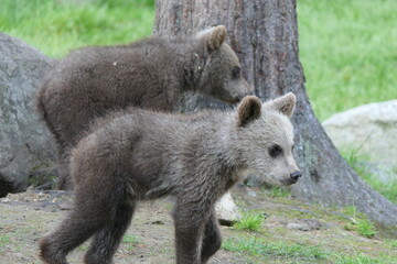 Fototapeta premium Cubs grizzly bear/ brown bear portrait