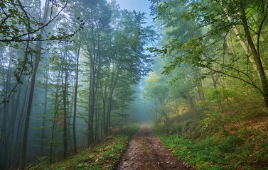 Dirt road in foggy summer morning forest