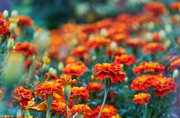 Blooming Tagetes (marigolds) close-up. Beautiful natural background with autumn flowers